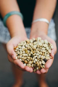 Mechanical dryer used to evenly dry Kona coffee beans to USDA standard moisture level