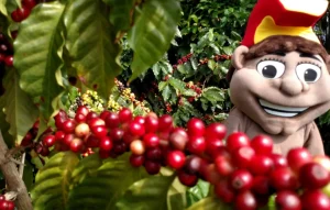 Menehune handpicking ripe red Kona coffee cherries on a farm in Hawaii.