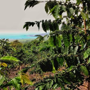 Scenic view of a Kona coffee farm in Hawaii with coffee trees growing on volcanic slopes